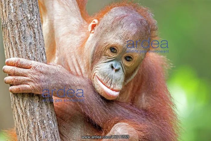 : Bornean Orangutan young : Bornean Orangutan young