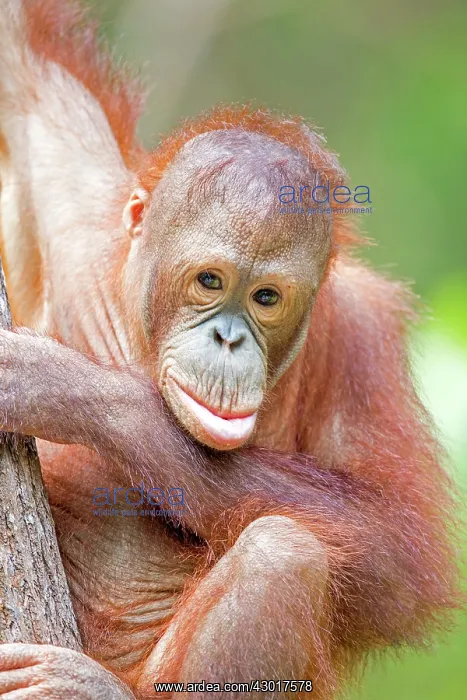 : Bornean Orangutan young : Bornean Orangutan young