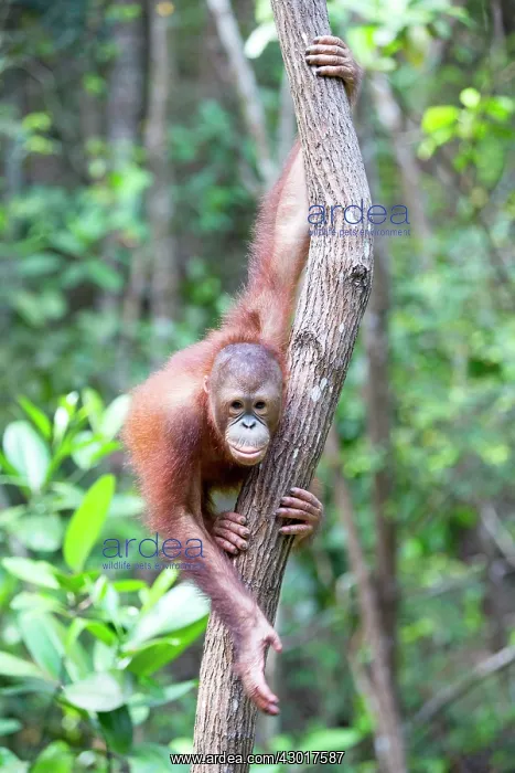 : Bornean Orangutan young : Bornean Orangutan young