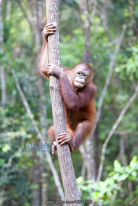 : Bornean Orangutan young : Bornean Orangutan young