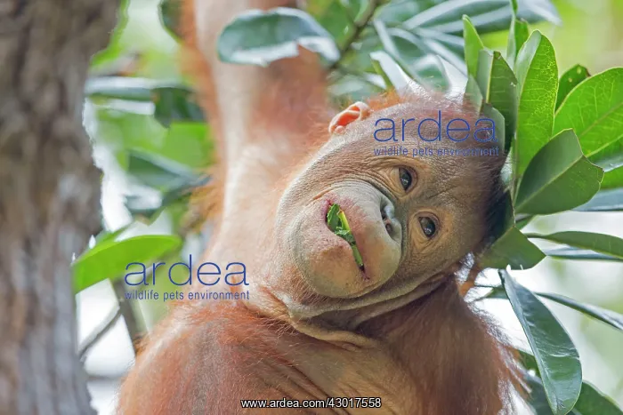 : Bornean Orangutan young feeding : Bornean Orangutan young feeding