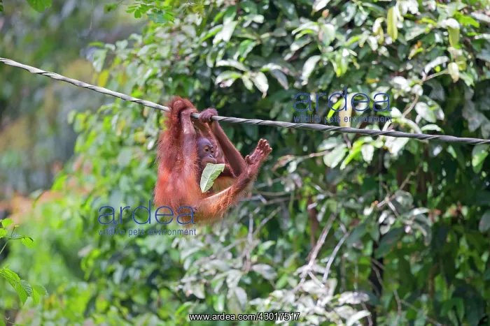 : Bornean Orangutan young hanging from rope : Bornean Orangutan young hanging from rope