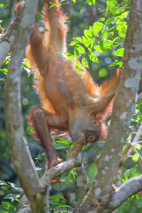 : Bornean Orangutan young hanging upside down : Bornean Orangutan young hanging upside down