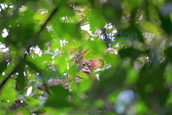 : Bornean Orangutan young seen through leaves : Bornean Orangutan young seen through leaves