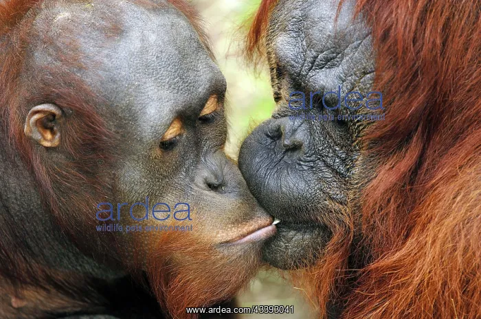 : Bornean orangutans (Pongo pygmaeus pygmaeus) : Bornean orangutans (Pongo pygmaeus pygmaeus)
