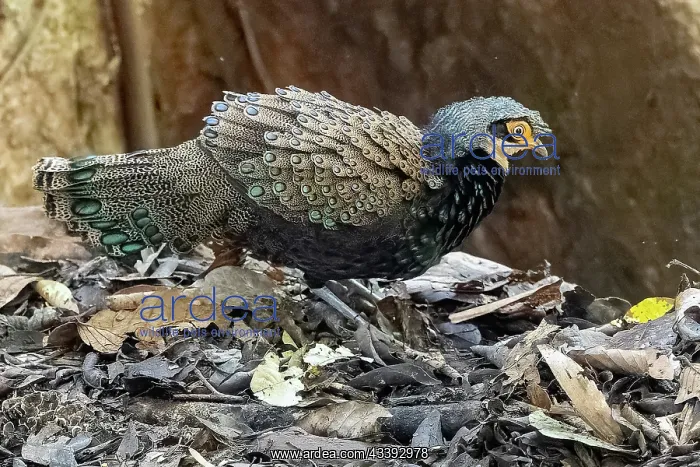 : Bornean peacock-pheasant : Bornean peacock-pheasant