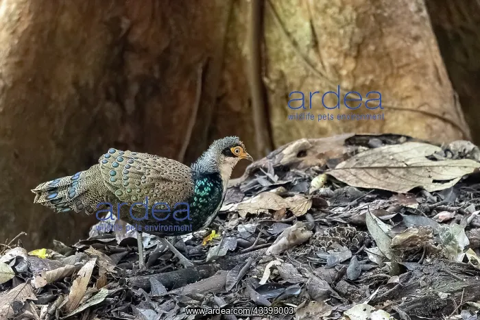 : Bornean peacock-pheasant : Bornean peacock-pheasant