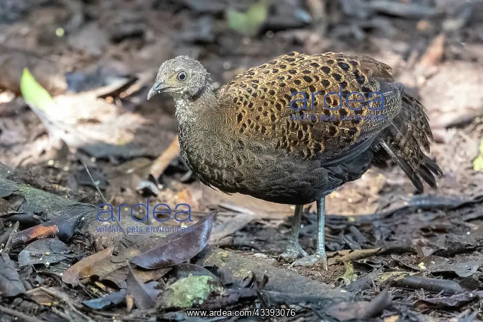 : Bornean peacock-pheasant : Bornean peacock-pheasant