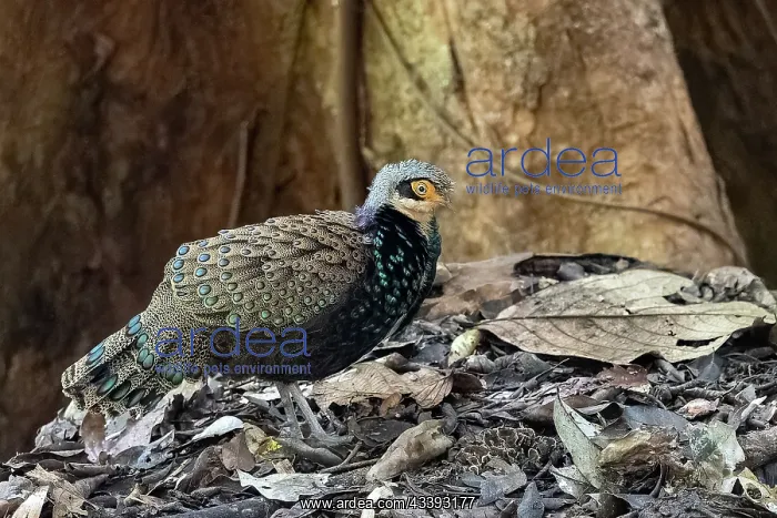 : Bornean peacock-pheasant : Bornean peacock-pheasant