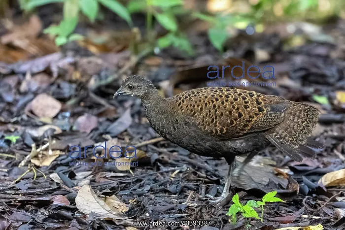 : Bornean peacock-pheasant : Bornean peacock-pheasant