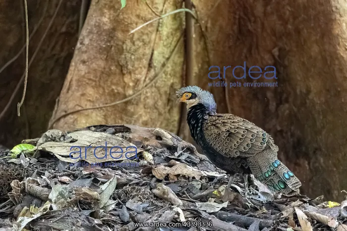 : Bornean peacock-pheasant : Bornean peacock-pheasant