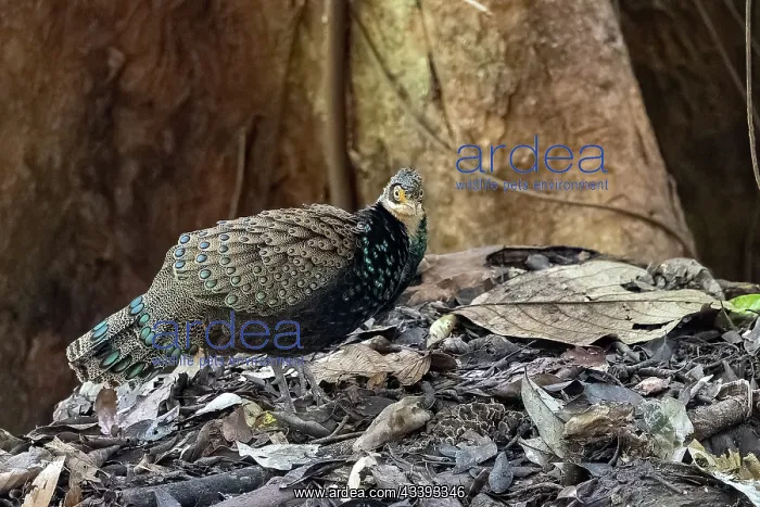 : Bornean peacock-pheasant : Bornean peacock-pheasant