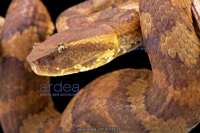 : Bornean pit viper (Trimeresurus borneensis ), Borneo : Bornean pit viper (Trimeresurus borneensis ), Borneo