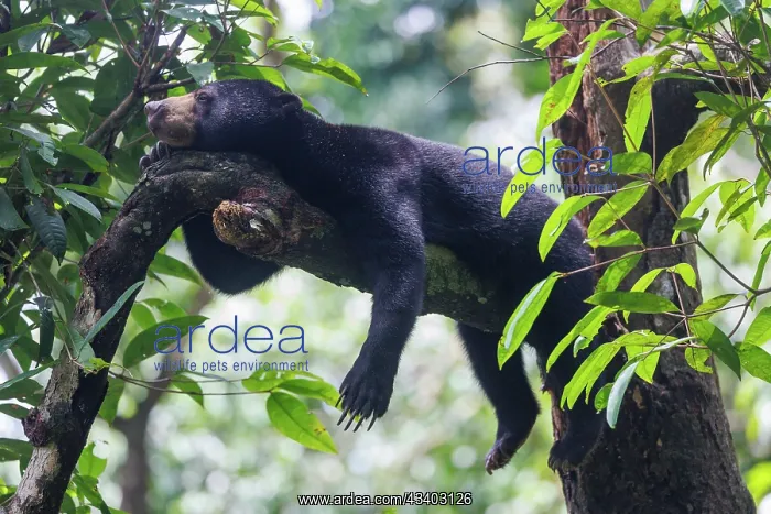 : Bornean Sun Bear : Bornean Sun Bear