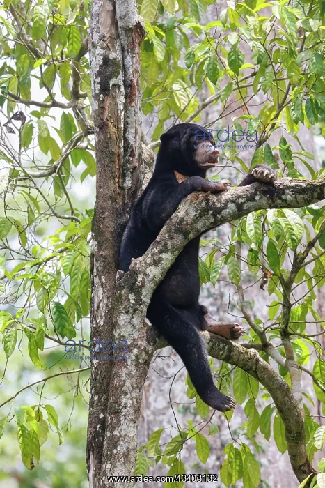 : Bornean Sun Bear : Bornean Sun Bear