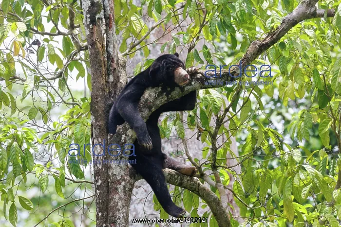  : Bornean Sun Bear