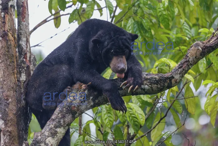 : Bornean Sun Bear : Bornean Sun Bear