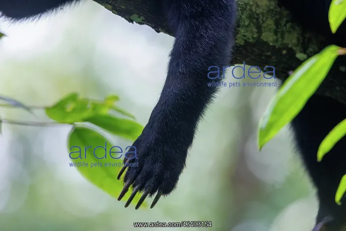  : Bornean Sun Bear