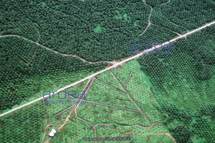 : BORNEO - aerial of oil palm plantations & remnant : BORNEO - aerial of oil palm plantations & remnant