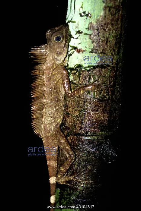 : Borneo Anglehead Agamid : Borneo Anglehead Agamid