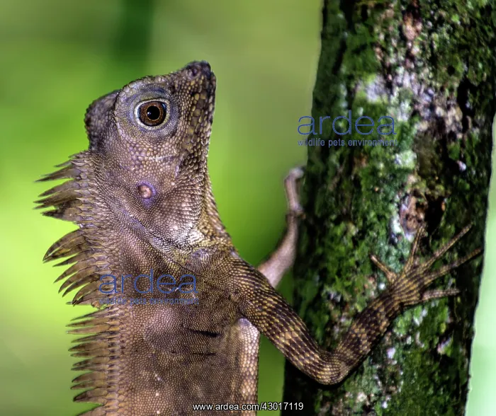 : Borneo Anglehead Lizard / Borneo Forest Dragon on tree : Borneo Anglehead Lizard / Borneo Forest Dragon on tree