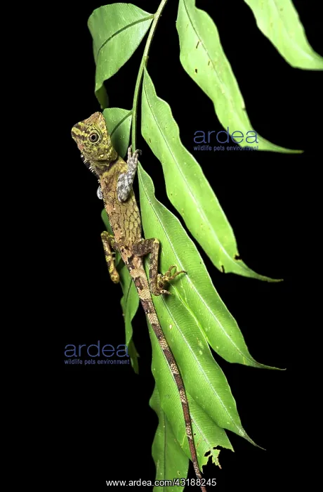 : Borneo anglehead lizard (Gonocephalus bornensis) : Borneo anglehead lizard (Gonocephalus bornensis)