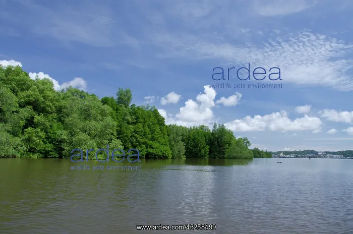 : Borneo, Brunei. Dense mangrove forest along : Borneo, Brunei. Dense mangrove forest along