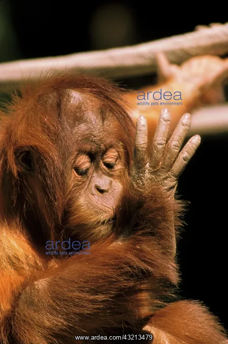 : Borneo. Captive orangutan, or pongo pygmaeus : Borneo. Captive orangutan, or pongo pygmaeus