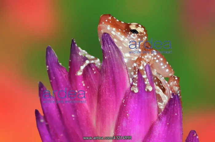 : Borneo. Close-up of Cinnamon Ttree Frog : Borneo. Close-up of Cinnamon Ttree Frog