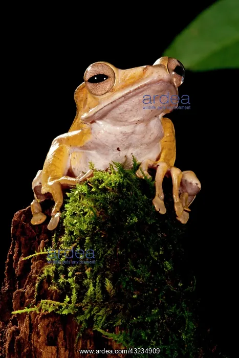 : Borneo Eared Frog, Polypedates otilophus : Borneo Eared Frog, Polypedates otilophus