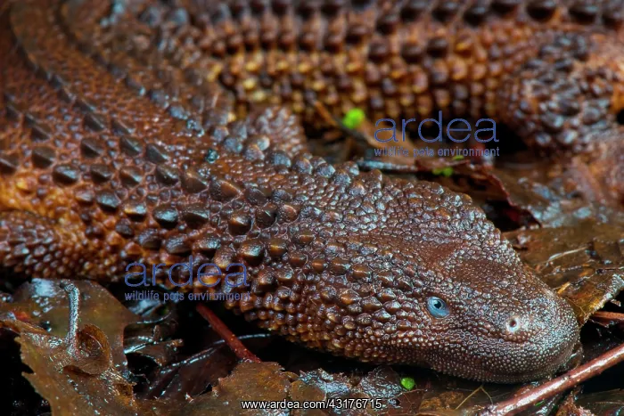 : Borneo earless monitor (Lanthanotus borneensis) : Borneo earless monitor (Lanthanotus borneensis)