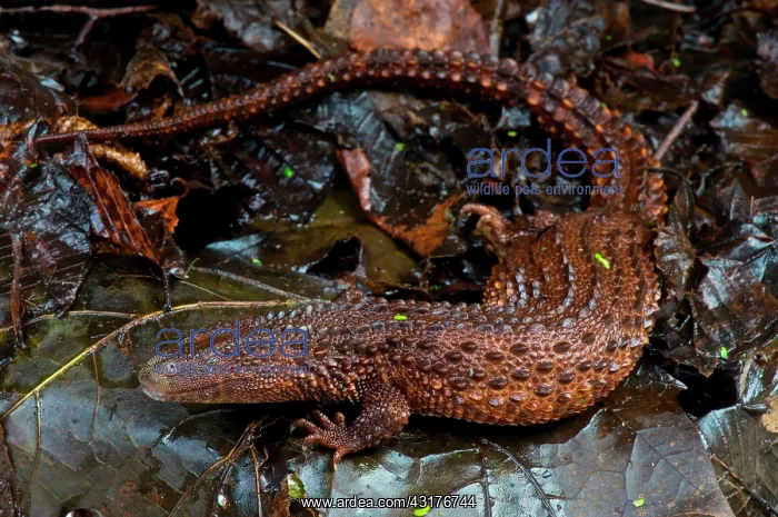 : Borneo earless monitor (Lanthanotus borneensis) : Borneo earless monitor (Lanthanotus borneensis)