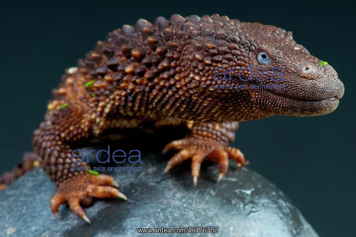 : Borneo earless monitor (Lanthanotus borneensis) : Borneo earless monitor (Lanthanotus borneensis)