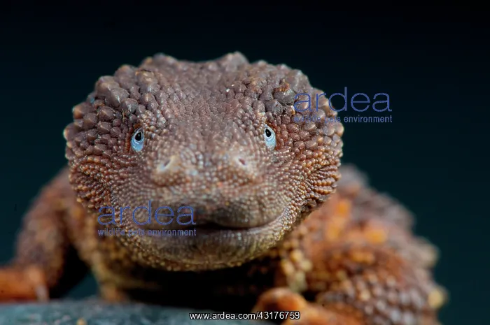 : Borneo earless monitor (Lanthanotus borneensis) : Borneo earless monitor (Lanthanotus borneensis)
