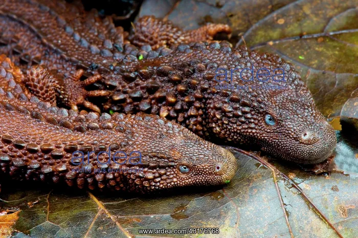 : Borneo earless monitor pair (Lanthanotus borneensis) : Borneo earless monitor pair (Lanthanotus borneensis)
