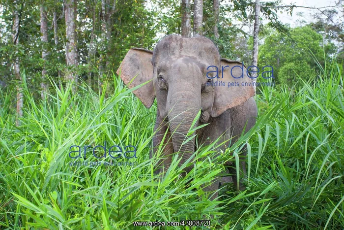 : Borneo Elephant / Borneo Pygmy Elephant : Borneo Elephant / Borneo Pygmy Elephant