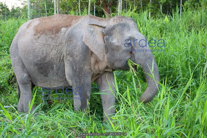 : Borneo Elephant / Borneo Pygmy Elephant : Borneo Elephant / Borneo Pygmy Elephant