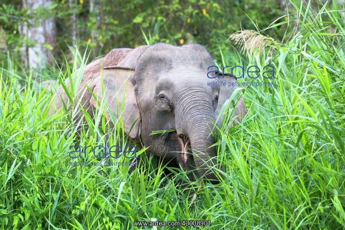 : Borneo Elephant / Borneo Pygmy Elephant : Borneo Elephant / Borneo Pygmy Elephant