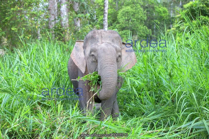 : Borneo Elephant / Borneo Pygmy Elephant : Borneo Elephant / Borneo Pygmy Elephant