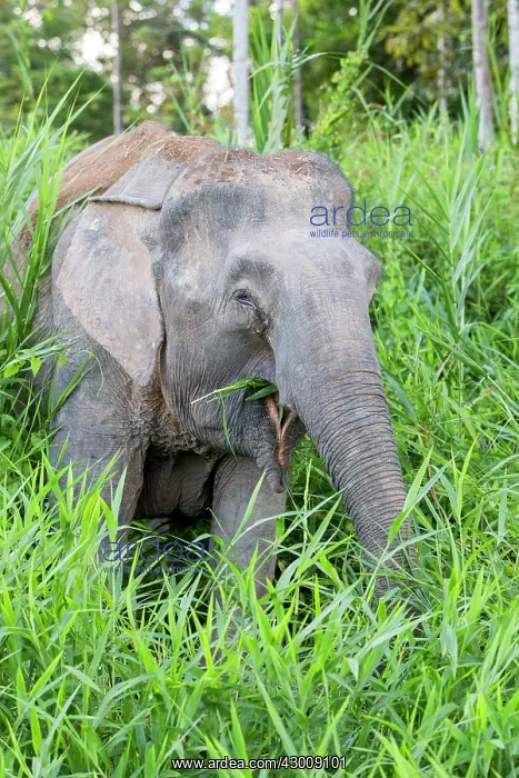 : Borneo Elephant / Borneo Pygmy Elephant : Borneo Elephant / Borneo Pygmy Elephant