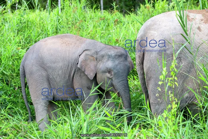 : Borneo Elephant / Borneo Pygmy Elephant : Borneo Elephant / Borneo Pygmy Elephant
