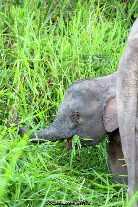 : Borneo Elephant / Borneo Pygmy Elephant : Borneo Elephant / Borneo Pygmy Elephant