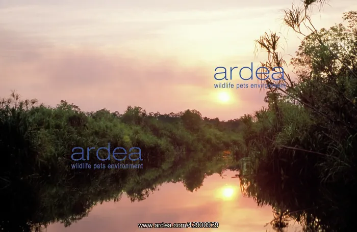 : Borneo - Equatorial forest & Sekonyer River : Borneo - Equatorial forest & Sekonyer River