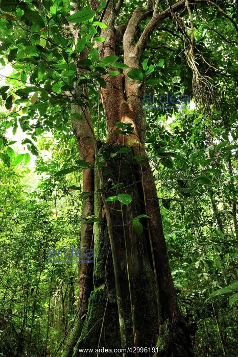 : Borneo ironwood : Borneo ironwood