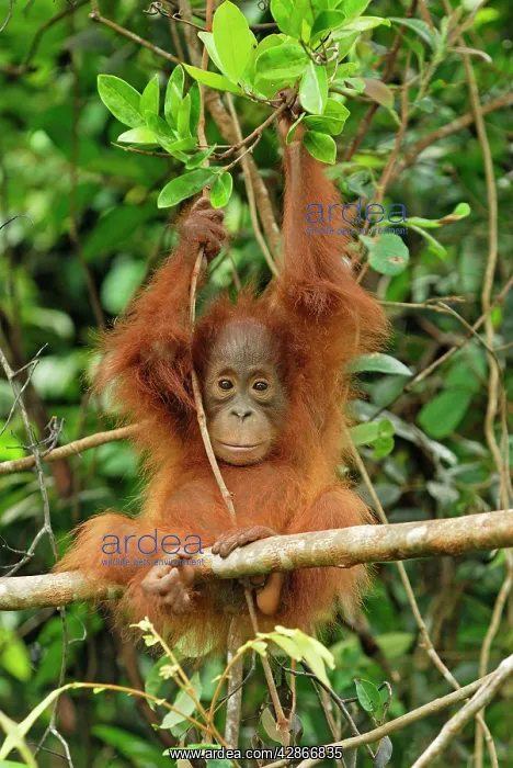 : Borneo Orangutan - baby : Borneo Orangutan - baby