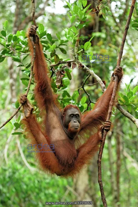 : Borneo Orangutan - female : Borneo Orangutan - female