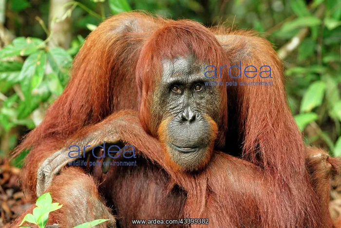: Borneo Orangutan - female : Borneo Orangutan - female
