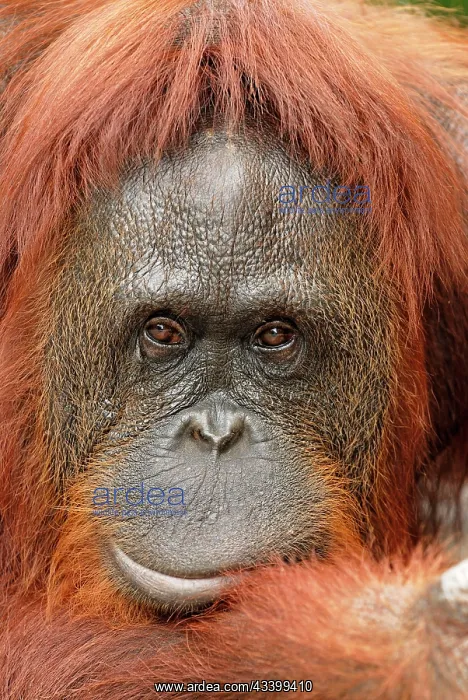 : Borneo Orangutan - female : Borneo Orangutan - female