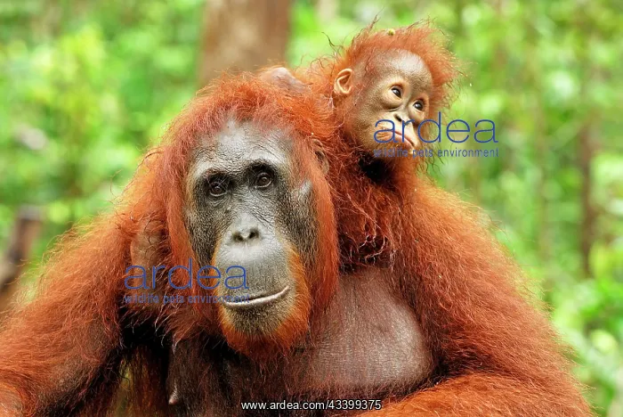 : Borneo Orangutan - female with baby : Borneo Orangutan - female with baby