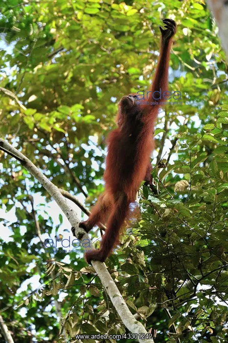 : Borneo Orangutan - female Danum Valley Conservation : Borneo Orangutan - female Danum Valley Conservation